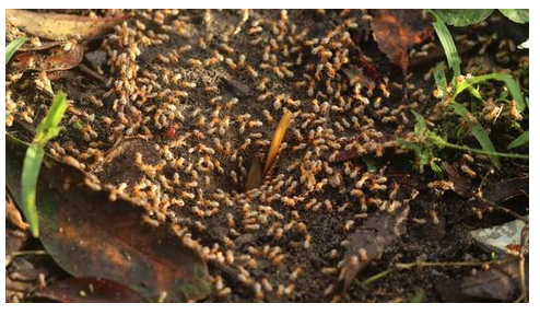 Flying Ants in Zimbabwe - A Delicacy Worth Trying