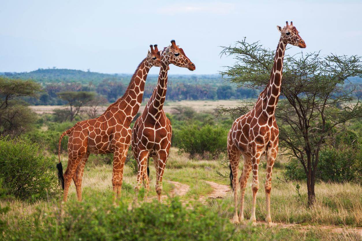 Do giraffes have more vertebrae than other animals?